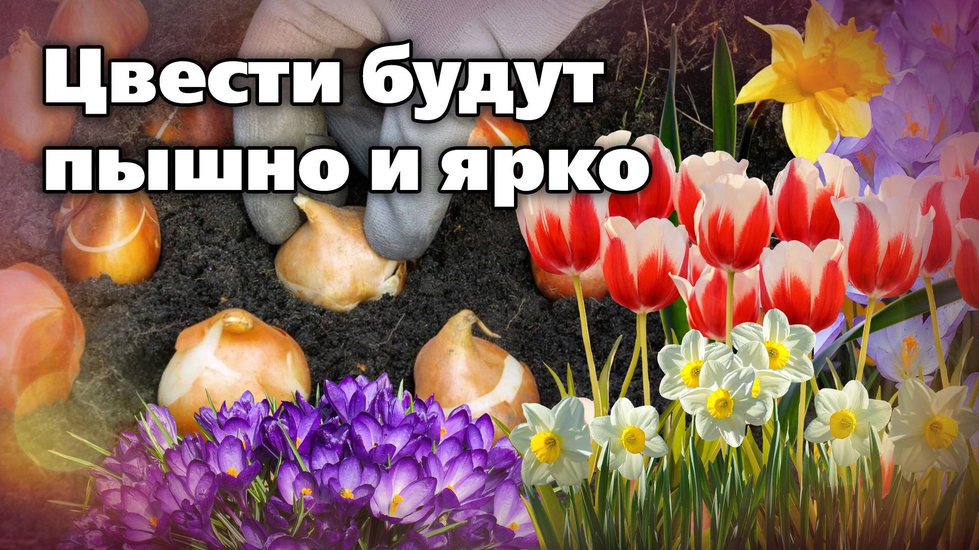 Осенняя посадка тюльпанов и других луковичных. Сроки, выбор места, почвогрунт, тонкости посадки смотреть онлайн