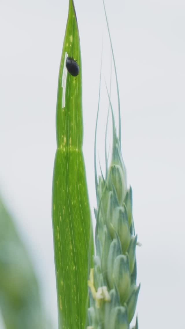 Отраждение вредителя и его вред #agriculture #farming #агрономиядлявсех #агроном #поля #пьявица
