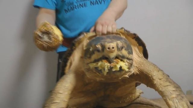巨大ワニガメパイナップル斬り Alligator snapping turtle snaps a Pineapple off (Черепаха откусывает ананас) смотреть онлайн