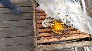 Как перезимовали двухматочные семьи