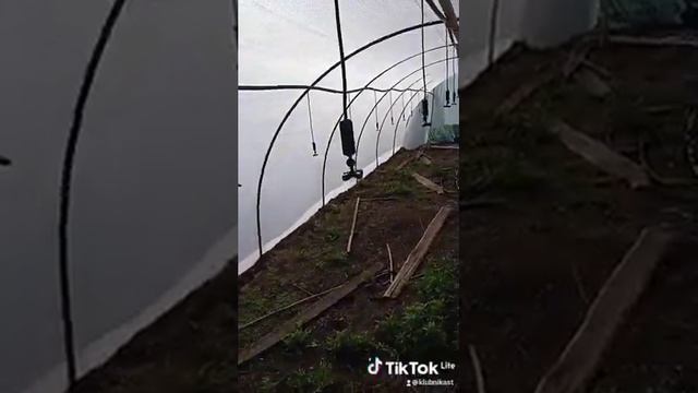 Бюджетный рассадник для клубники. Вместимость 20000 кустов за раз. #shorts смотреть онлайн