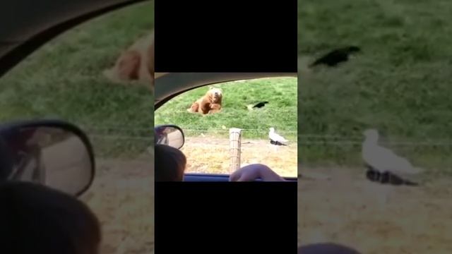 Мишка на опыте