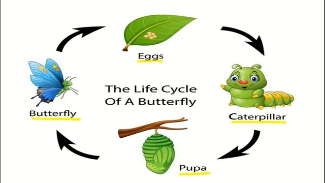 ENGLISH LITERATURE Class 1 Poem 4 - WHERE IS THE CATERPILLAR ? смотреть онлайн