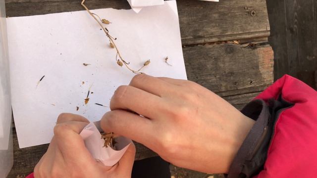 Конверт для семян своими руками. Собираю семена цветов смотреть онлайн