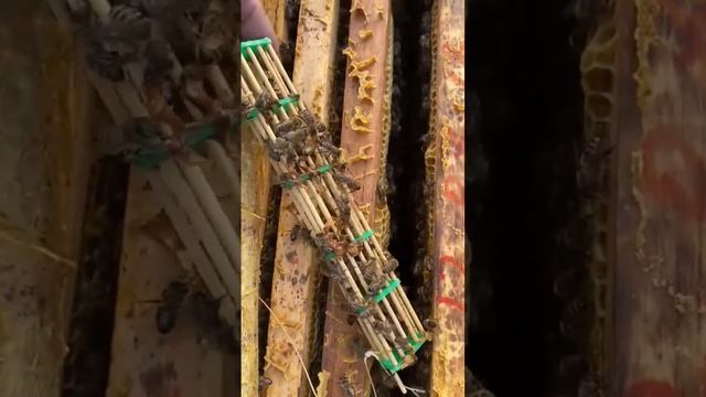 #ЯПчеловод Ильич. Степи Станицы КалитвЕнской. Пасека 50+ семей. Породы: Карника и Бакфаст. смотреть онлайн