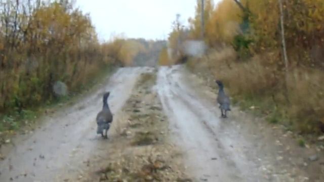 Глухари смотреть онлайн