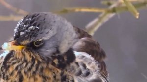 Снежинки - зимние цветы! - Наталия Лансере - Детские песни и клипы - Snowflake / Best Children Songs