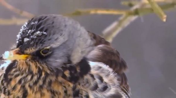 Снежинки - зимние цветы! - Наталия Лансере - Детские песни и клипы - Snowflake / Best Children Songs