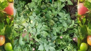 Томат Бамбини F1