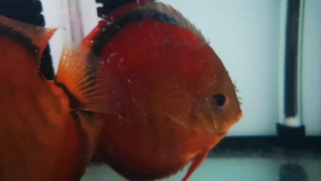 Brown San Merah Discus Fry смотреть онлайн