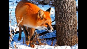 Жопа есть а слова нет. Детский шансон