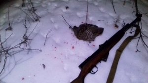 Охота с карабином СКС 7,62 х 39 мм. Трофей - серая куропатка.