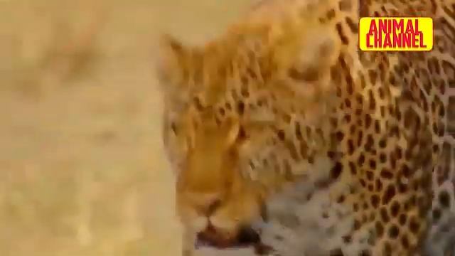 Hayvonot olami / Arslon / Yoʻlbars / Qoplon / Gepard / Yaguar смотреть онлайн