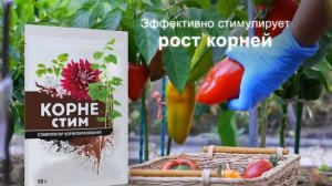 Стимулятор корнеобразования растений КорнеСтим (10 сек)