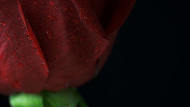 Детские песни про цветы. По временам года. Тизер. Наталия Лансере. Альбом "Цветочки" смотреть онлайн