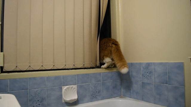 Maine Coon Cat - Pretty funny when he disappears through window with blinds смотреть онлайн