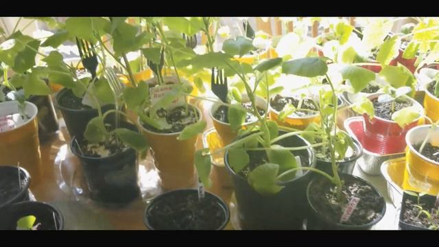 Update on my window sill garden смотреть онлайн