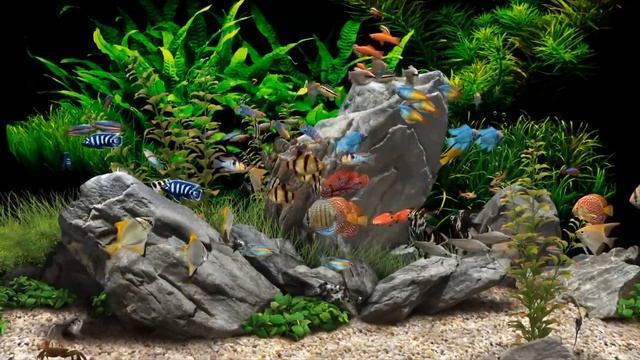 Dream Aquarium смотреть онлайн