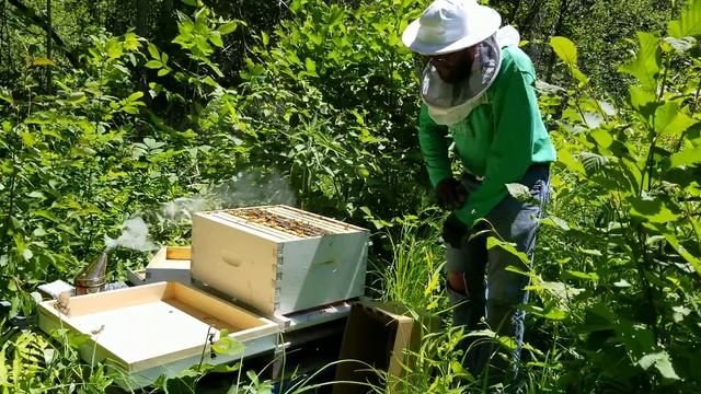 Cold Climate Permaculture: Step by step Instructions on how to Install a Nucleus Colony смотреть онлайн