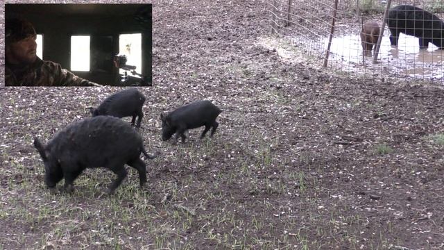 Bow Hunt for Black Jack Hog HD смотреть онлайн