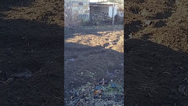 29 декабря 2020 г. Земля дымится. на улице +15. #shorts смотреть онлайн