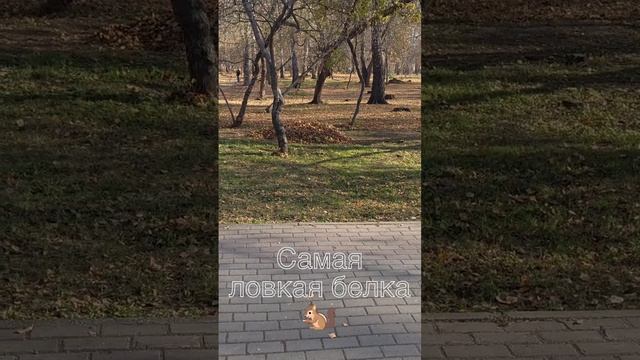 Самая ловкая белка 🐿️ смотреть онлайн
