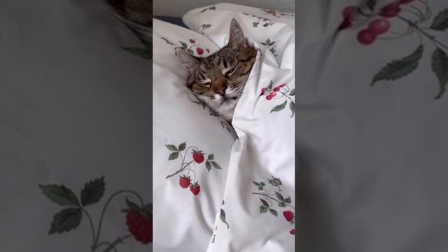 красивый котик смотреть онлайн