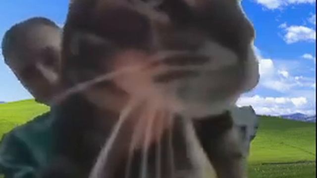 mraw cat windows XP смотреть онлайн