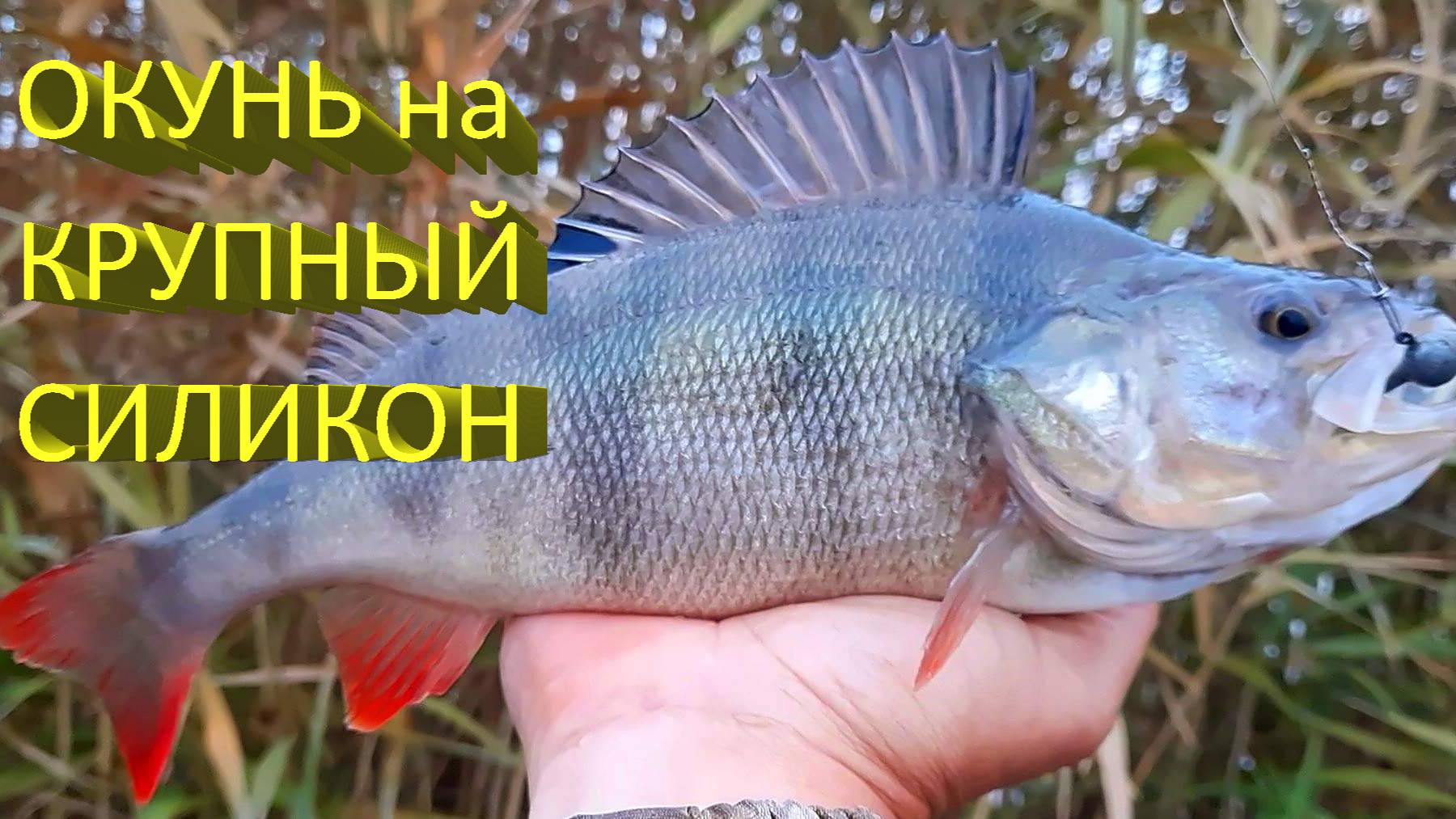 🔥 Осенний ОКУНЬ на ЩУЧИЙ силикон. Исаковское водохранилище: был щучий рай, стало окуневое эльдорадо