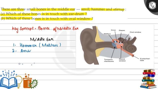 There are three small bones in the middle ear - anvil, hammer and stirrup:(a) Which of these bone.. смотреть онлайн