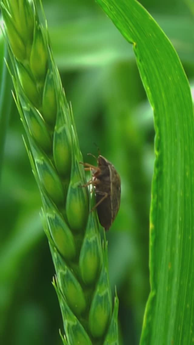 Вредитель зерновых #агроюмор #агроном #agriculture #farming #агрономиядлявсех #жизньагрономанедома
