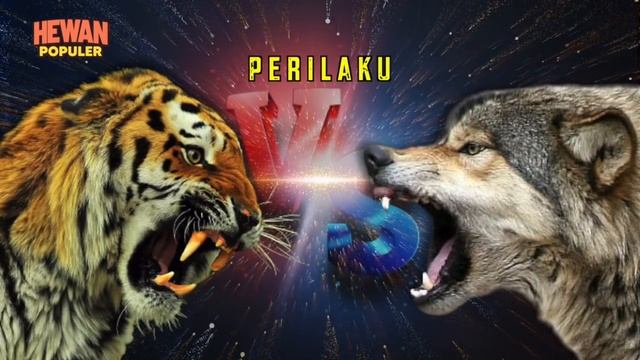 Siapa Paling Cerdas Dan Kuat Jika Harimau Vs Serigala Ketemu Di Alam Liar.! смотреть онлайн
