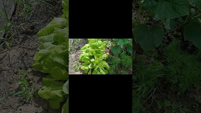 Дачный отдых