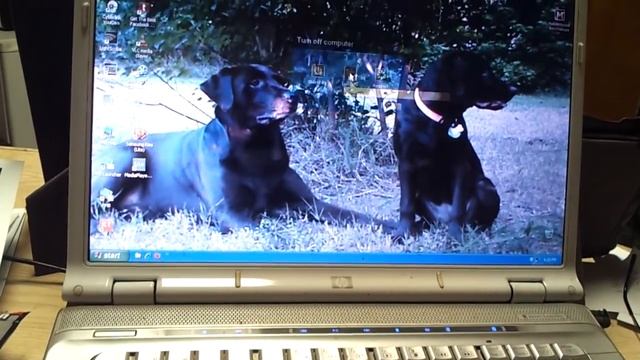 Chocolate Labs hear Windows XP shut down смотреть онлайн
