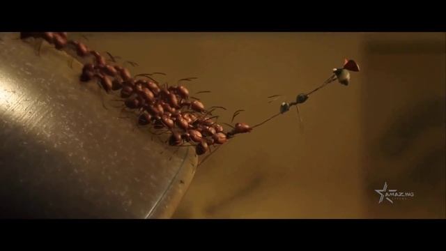 Букашки 2 — Русский трейлер (2019) 60 FPS смотреть онлайн