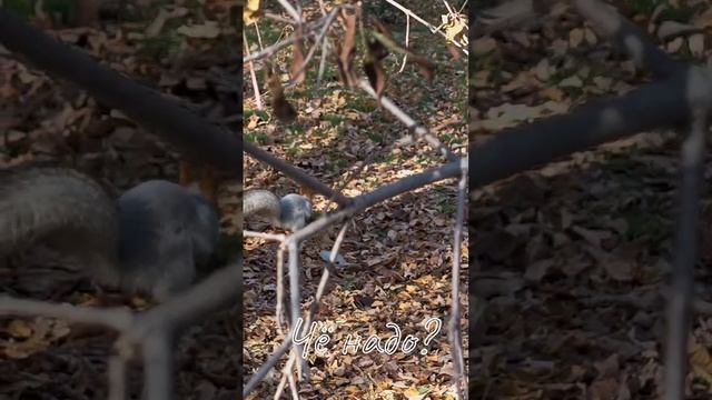 Чё надо? смотреть онлайн