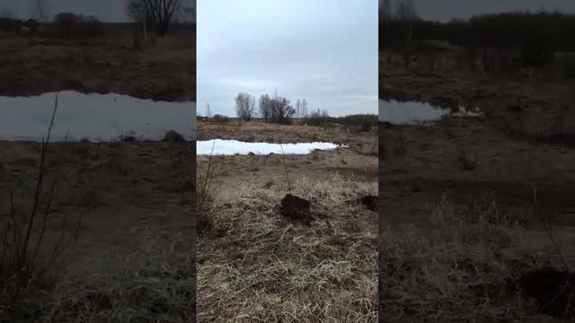 Пересадил облепиху. Интересно, приживется? Первый раз так делаю. смотреть онлайн