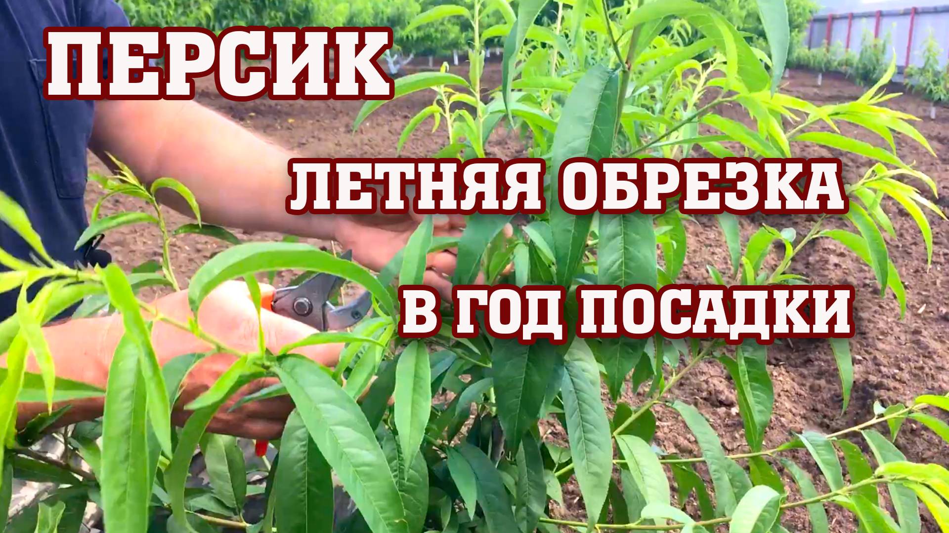 ЛЕТНЯЯ ОБРЕЗКА ПЕРСИКА в год посадки!!!Результат обработки от хлороза смотреть онлайн