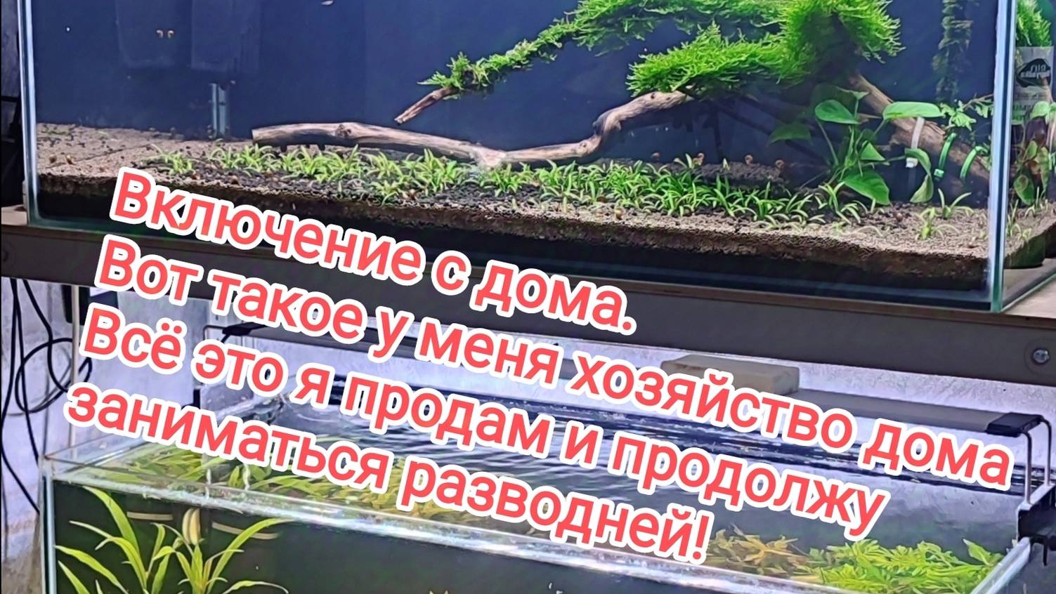 Аквариумное хозяйство дома! Аквариумные рыбки и креветки в домашнем аквариуме! смотреть онлайн