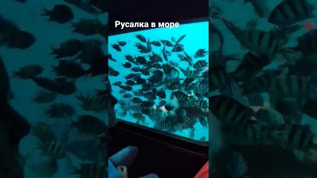 Настоящая РУСАЛ ка в море #русалка #подводныймир #море #хургада2022 #подводнаялодка # смотреть онлайн