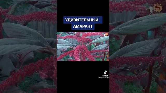 Амарант Мука Масло