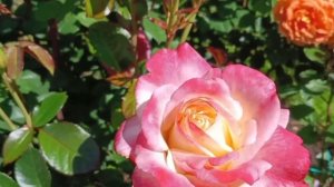 Роза нереальной красоты — роза Фиджи