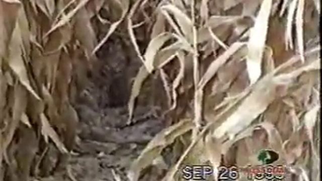 Mossy Oak - Bobcat in Cornfield смотреть онлайн