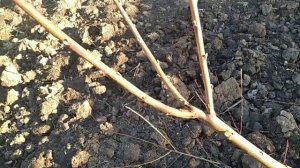 ОБРЕЗКА  ПЕРСИКА. ОМОЛАЖИВАЕМ. СТАРОЕ ДЕРЕВО.