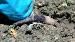 Как избавиться от слизней? Показываю 2 простых и эффективных способа избавиться от слизней