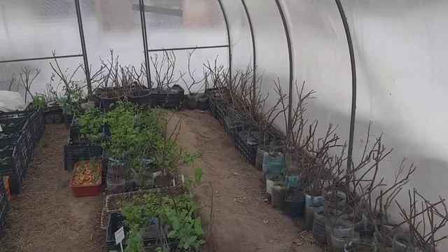 01.04.24.Наши теплицы.Саженцы.Сибирь.Весна. смотреть онлайн