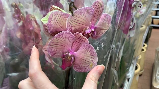 Орхидеи разбирают в ОБИ как горячие пирожки! (апрель 2024) смотреть онлайн