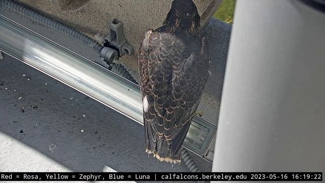 5-16-23 Rosa looking out the window for the first time смотреть онлайн