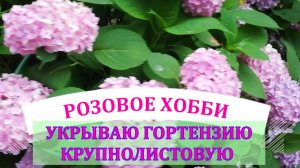 КАК СОХРАНИТЬ КРУПНОЛИСТОВУЮ ГОРТЕНЗИЮ ЗИМОЙ?