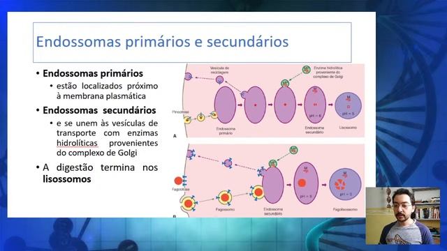 CITOPLASMA E ORGANELAS: Revisão - Biologia Celular смотреть онлайн